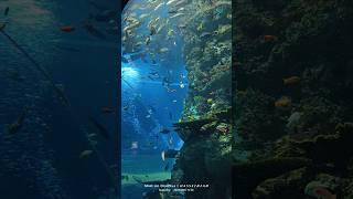 Sea Aquarium  Cylinder Water Tank vlog 4 [upl. by Inaboy105]