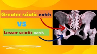 Greater VS Lesser sciatic notches [upl. by Portugal238]