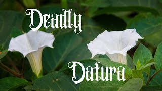 The Deadly Datura Plant Identification Cautions and Medicinal Uses [upl. by Nauwtna]