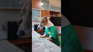 LE SETTE 😂 merybijouesciarpina jackrussell comedy pinoeglianticorpi [upl. by Eelnyl]