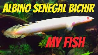 Polypterus senegalus  Albino Senegal Bichir [upl. by Geffner]