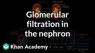 Glomerular filtration in the nephron  Renal system physiology  NCLEXRN  Khan Academy [upl. by Divan]