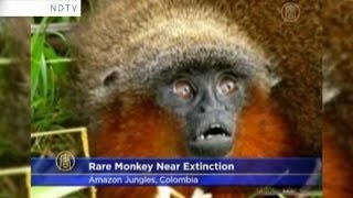 Rare Amazonian Caqueta Titi Monkey Stuns Experts [upl. by Aiveneg403]