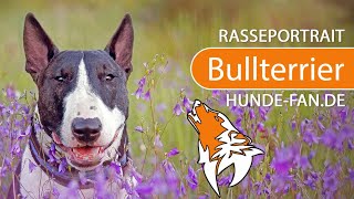 ► Bullterrier 2018 Rasse Aussehen amp Charakter [upl. by Som]