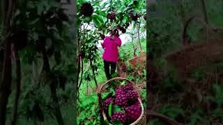 Fruit  Kadsura  Harvest satisfying short [upl. by Akaenahs]