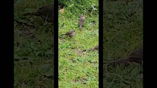 FIVE Tiny WAXBILL BIRDS have breakfast after the rainBeautiful RED BEAKS PURPLE EYES amp Soft Chirps [upl. by Seravat934]