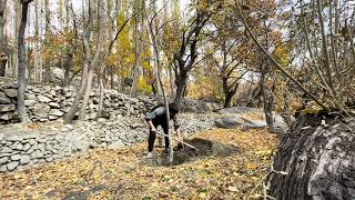 Giving My Walnut Tree a New Home 🌳 homestead farming mountains food nature [upl. by Ravel78]