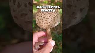 Macrolepiota procera shorts [upl. by Clovah]