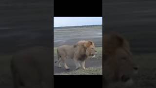 Serengeti lionslion shorts animals biglion beautiful [upl. by Eniamaj752]