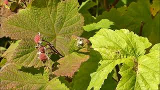 Goldenrod Crab Spider behavior [upl. by Aramahs]