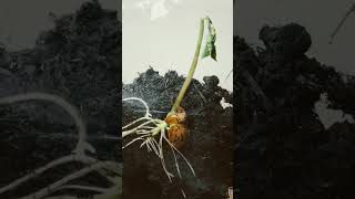 Germination of a seed time lapse plants seeds timelapse funny [upl. by Anirbac]