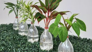 DIY PLANTERS WITH INDOOR PLANTSAMAZING IDEAS FOR GROWING PLANTS IN WATER [upl. by Hudnut]