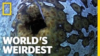 Sea Cucumber Fights with Guts Literally  Worlds Weirdest [upl. by Enyr]