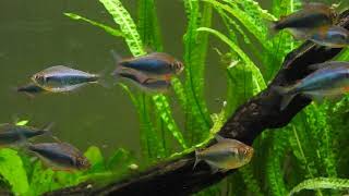 Hyphessobrycon margitae Red and Blue Peru Tetra [upl. by Bathsheeb478]