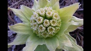 A 🍴Butterbur sprout  蕗の薹（フキノトウ） Fukino tou [upl. by Anitnuahs]