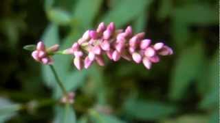 Edible amp Medicinal Ladys Thumb  Polygonum persicaria [upl. by Ettezel]