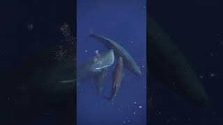 Sperm Whale CloseUp A True Giant 🐋👑🦈🤿🌊shorts youtubeshorts shortsfeed shortvideo trending [upl. by Agathy]