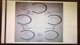 The Enzymatic Mechanism of Aldolase [upl. by Breed]