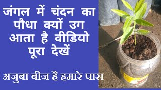 how to grow a sandalwood treehow to germinate sandalwood seedsचंदन का पौधा कैसे उगाये [upl. by Heydon]