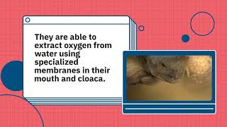 IGNOU BSCG BZYCT 131  Describe the distinguishing features of turtles of Order Testudines [upl. by Aienahs]