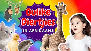 Die Beste Afrikaanse Diertjies Vir Kinders En Kleuters [upl. by Jacquenetta791]