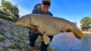 How to catch carp with BREAD  Surface fishing for carp in Kyoto Japan [upl. by Jacintha]