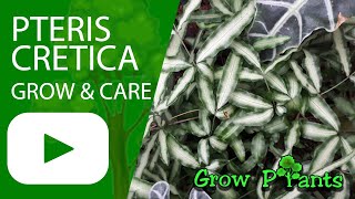 Pteris cretica  grow amp care Cretan brake [upl. by Yddet996]