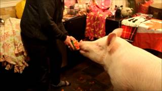 Esther the Wonder Pig Demolishes a Watermelon [upl. by Chambers]