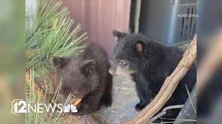 Meet the newest bear cubs at Bearizona in Williams [upl. by Yvi110]