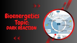 Dark Reaction l Calvin Benson Cycle l C3 cycle l XI biology l Bioenergetics [upl. by Fonville]