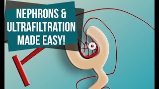 Nephrons and Ultrafiltration Made Easy [upl. by Nnarefinnej]