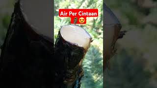 AIR PER CINTA AN 🗿 PENYADAP AREN TRADISIONAL penyadaparen pohonrejeki pohonaren airnira aren [upl. by Lietman]