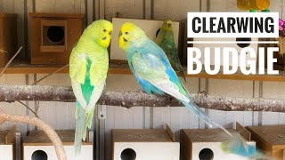 Know your budgies mutation Clearwing Greywing and Opaline Budgies  Explained  All About Pets [upl. by Itteb]