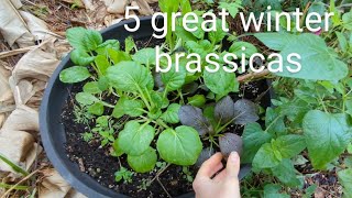 The BEST brassicas for southwest Florida winters usually 🥦🥬🌧️ [upl. by Johnnie480]