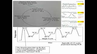 Process of PCR Reactions in Details [upl. by Ameluz]