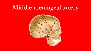 Middle meningeal artery [upl. by Pittman]