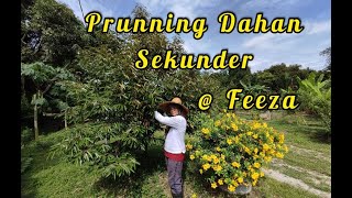 Prunning Durian Musang King [upl. by Newnorb89]