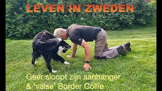 LEVEN IN ZWEDEN Geer sloopt zijn aanhanger amp valse Border Collie [upl. by Anaujat]