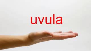 How to Pronounce uvula  American English [upl. by Arnelle158]