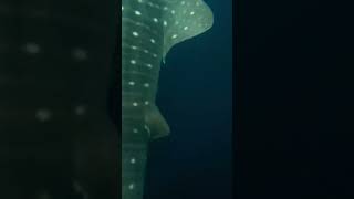 Ocean’s Gentle Giant The Whale Shark🐋🌌🌊shorts youtubeshorts shortsfeed shortvideo viralvideo [upl. by Mutat]