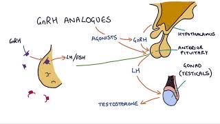 How do GnRH analogues work Zoladex Prostap and other GnRH analogues [upl. by Siblee872]