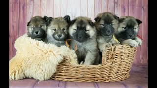 Eurasier puppies R Litter [upl. by Mishaan]