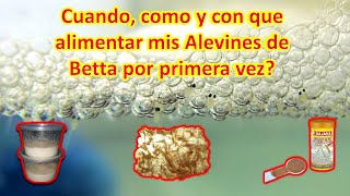 Cómo alimentar alevines de bettas recién nacidos  Cuando y como darle su primera comida💯 [upl. by Vernier]