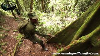 Africa Adventure Safaris  Bwindi Impenetrable forest [upl. by Lleral569]