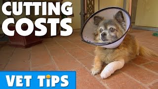 Important Things To Know About Pet Insurance  Bondi Vet [upl. by Frieda]