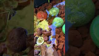 DIY bog filter turtle stock tank pond set up very easy very simple extremely cheap and efficient [upl. by Lleksah]