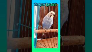 Happy budgies cute🥰animals trending birds budgies parrot parakeet shorts videoreels tiktok [upl. by Suivatra]