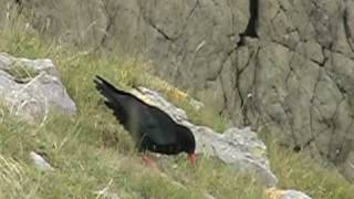 Choughs at St Govans Head [upl. by Lunetta]