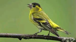 Siskin bird singing [upl. by Acilef462]