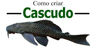 Como criar o peixe Cascudo [upl. by Lathrop649]